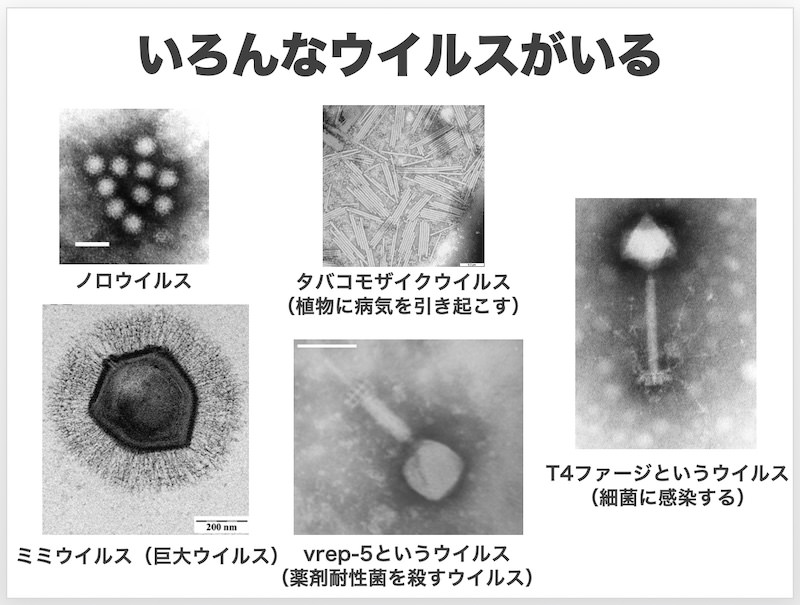 ウイルスはひとくくりにできないほど多様